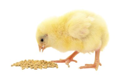 Animal Welfare