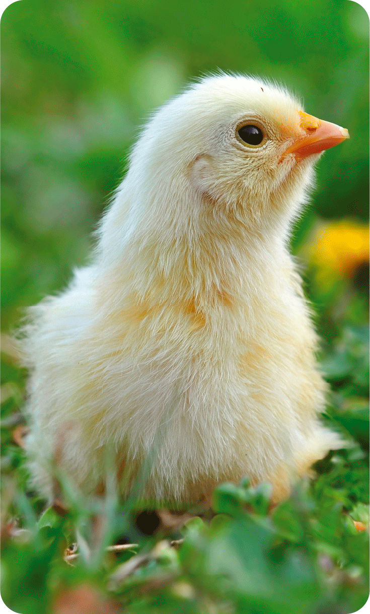 Pollito en el campo