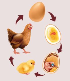 Animal Welfare