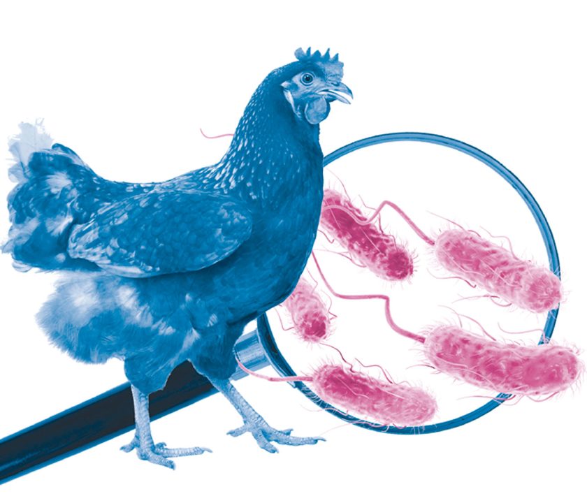 E. coli