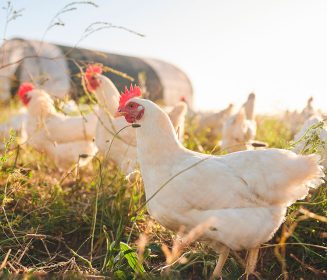 The Importance of Staff Training on Animal Welfare Issues in Poultry Industry