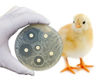 Antimicrobial Resistance in the Poultry Food Chain and Novel Strategies of Bacterial Control