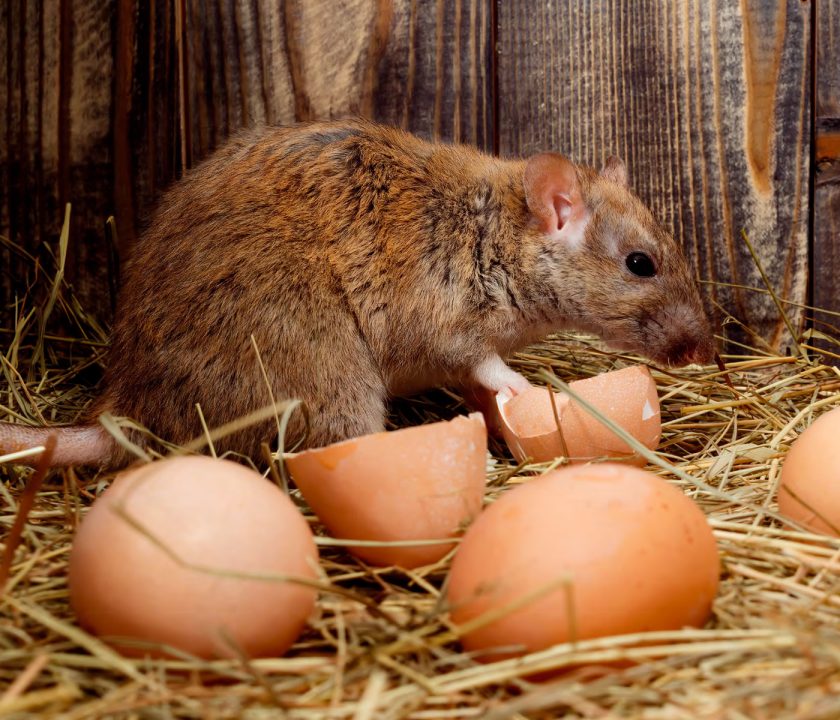 Rodent