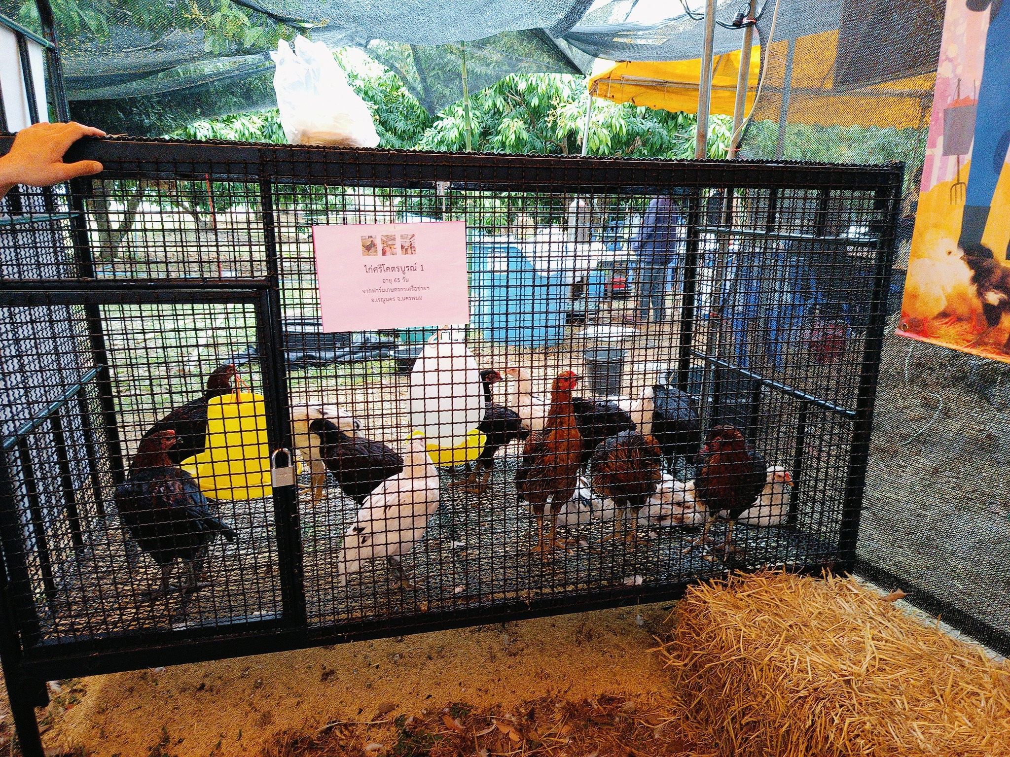 นครพนมดัน “ไก่ศรีโคตรบูรณ์” สัตว์เศรษฐกิจตัวใหม่ สร้างรายได้มั่นคงแก่เกษตรกร