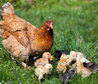 Brasil refuerza acciones de control tras nuevo foco de Influenza Aviar en aves de traspatio