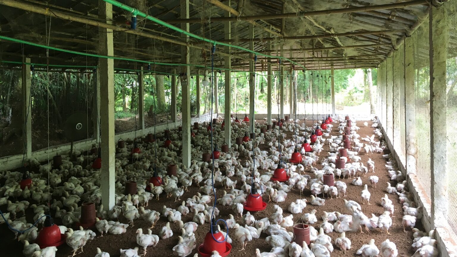 Metagenomic insights into Bangladesh’s poultry farm environments