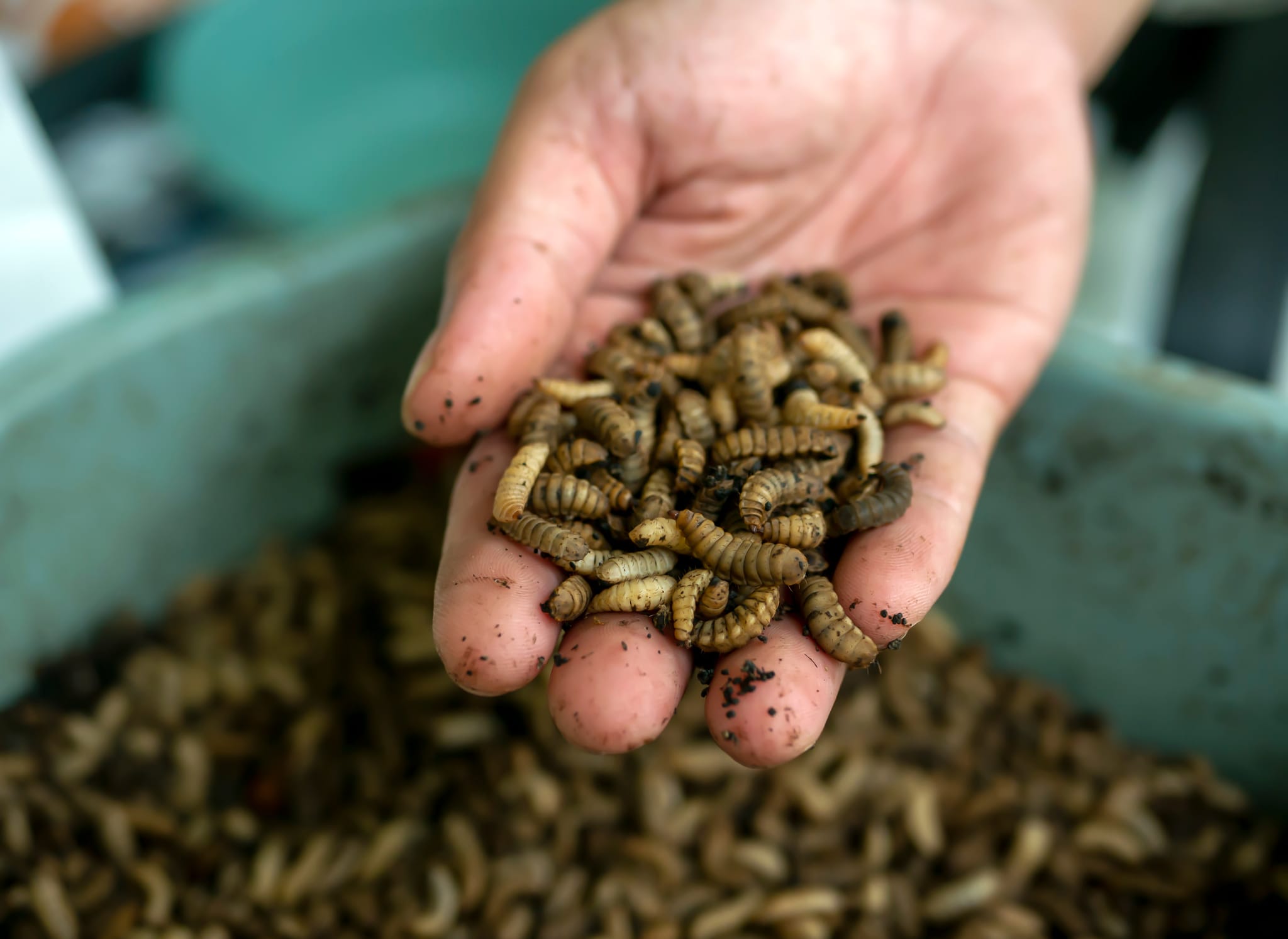 Minyak larva BSF bisa turunkan kadar lemak pada daging broiler
