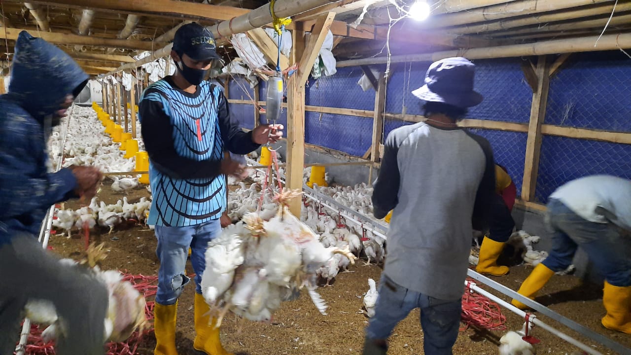 Penyebab harga ayam hidup anjlok menurut Satgas Pangan