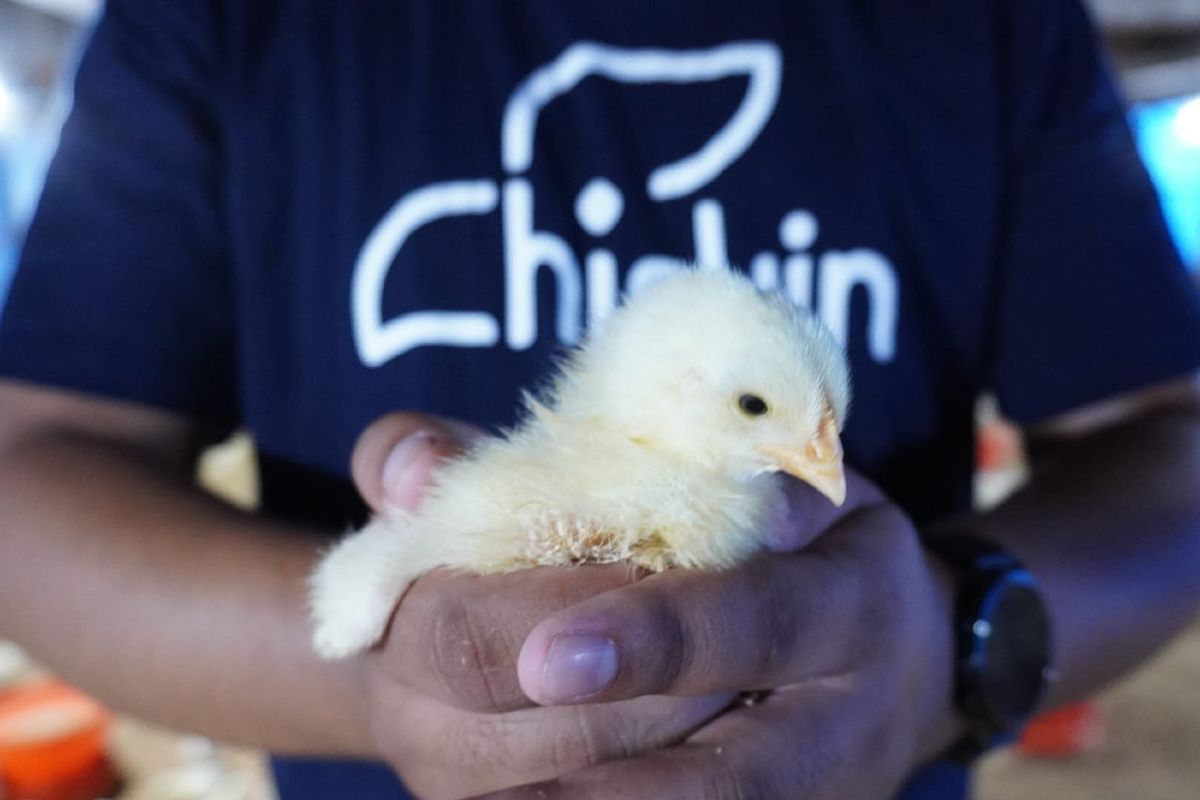 Chickin develops end-to-end poultry business model