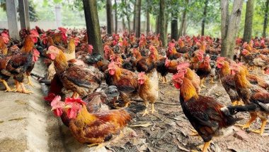 Boosting animal health and prudent antibiotic use in Vietnam