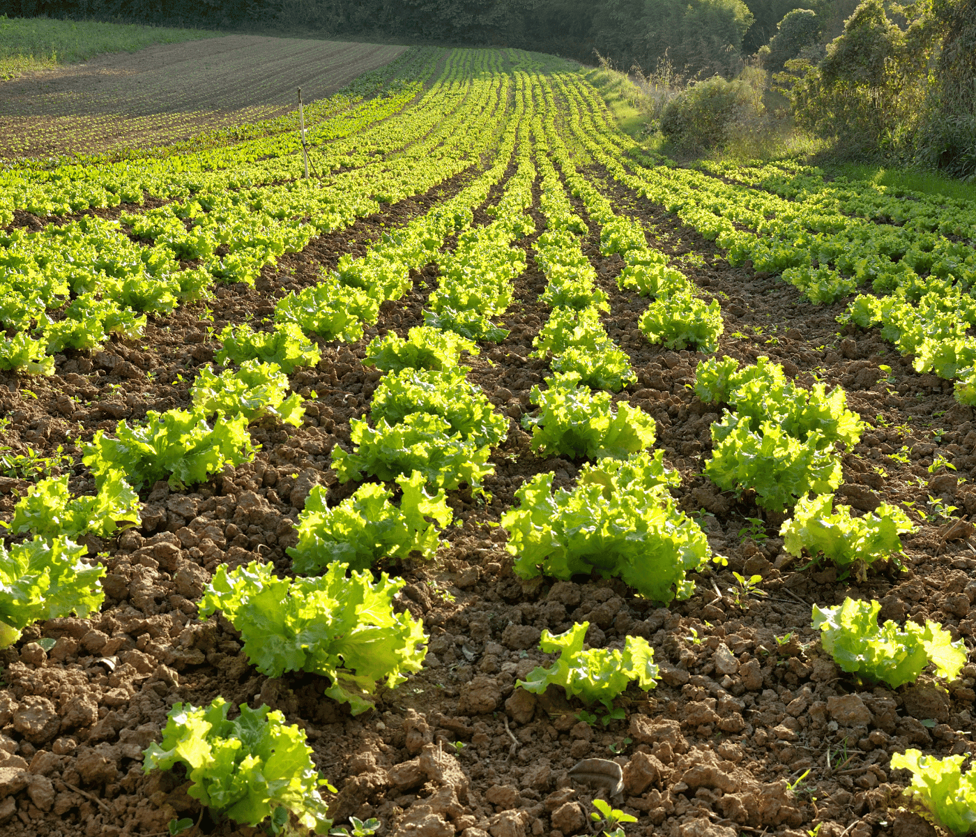 Do aviário para a lavoura: probióticos validados em frangos ganham o solo agrícola