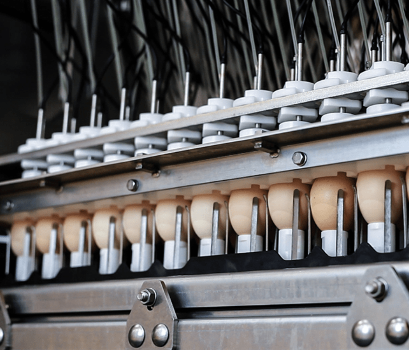 Automação impulsiona eficiência e biosseguridade nos incubatórios avícolas com soluções...