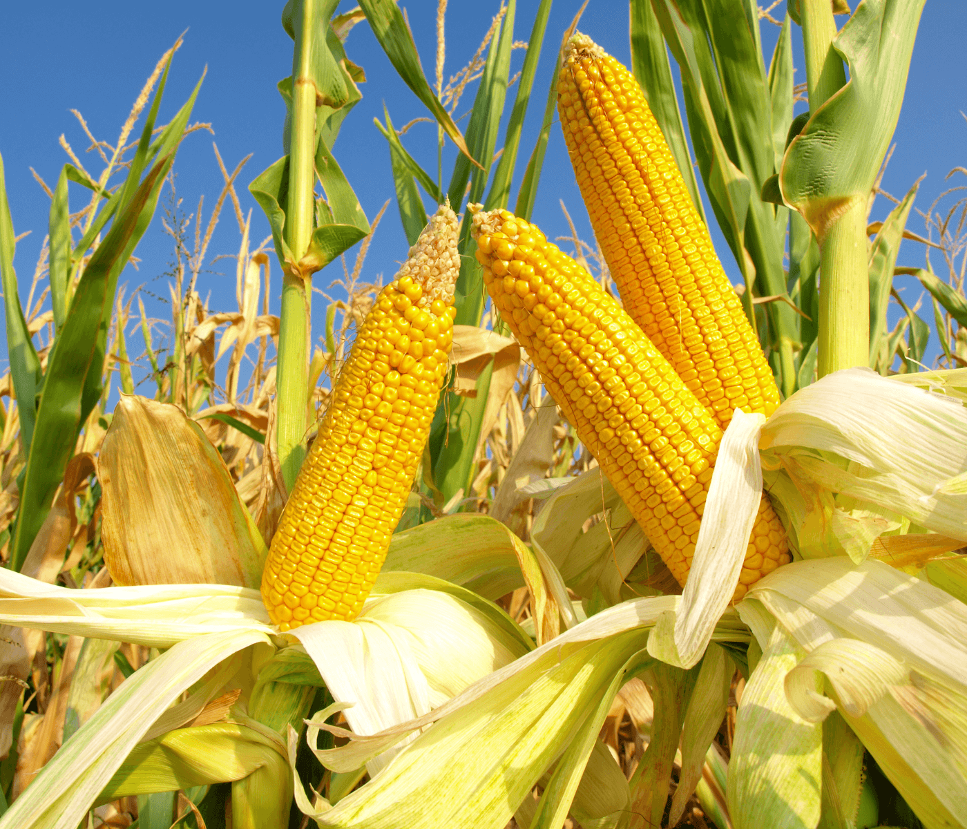 FS investe em biotecnologia para desenvolver novo ingrediente funcional para...