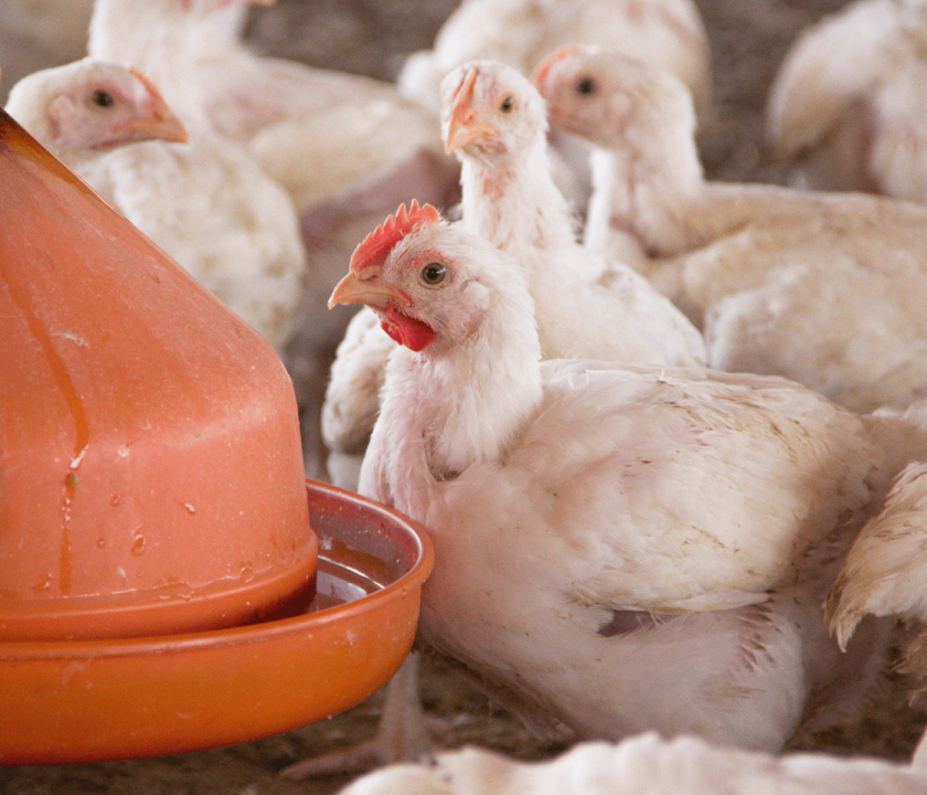 As penas são saúde e desempenho na avicultura. Deficiências nutricionais afetam a qualidade da plumagem e comprometem a performance