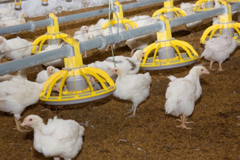 Crisis avícola en Bolivia por bloqueos: Más de un millón de aves en riesgo