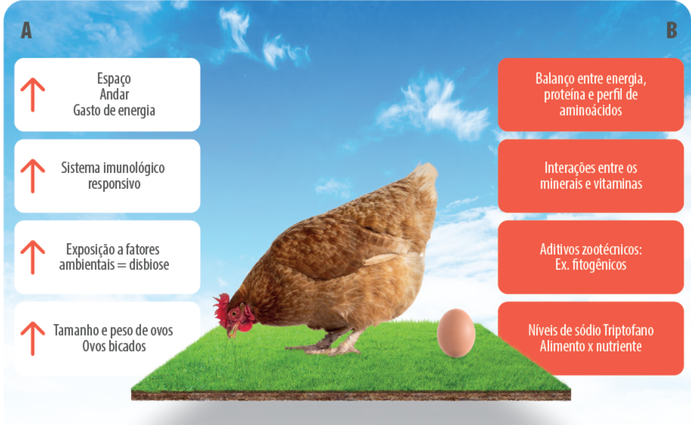 Figura 2 – Relação entre as mudanças que podem acontecer entre os sistemas alternativos (A) quando comparado com a produção convencional e as alterações na dieta (B) que precisam ser avaliadas com cautela.