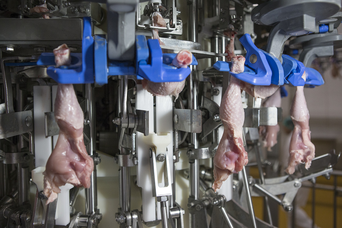poultry