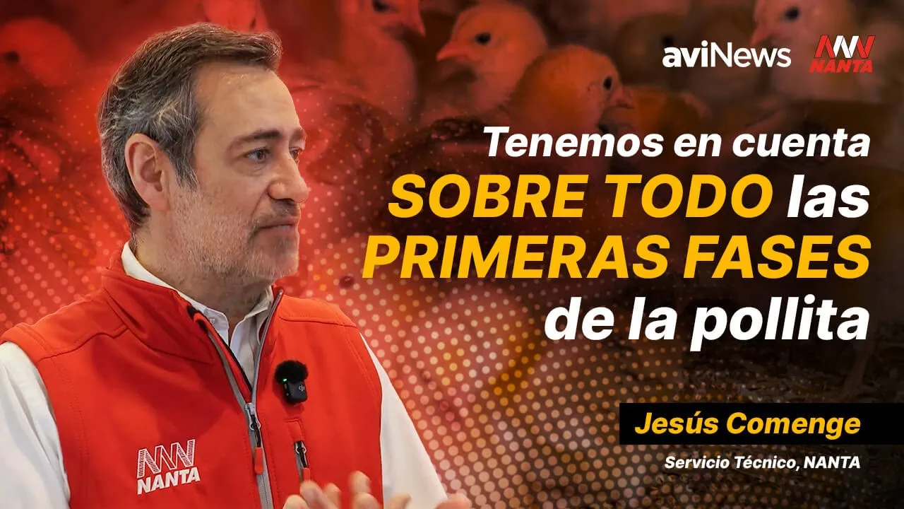 Las claves en la nutrición de las pollitas para el ÉXITO en puesta – Con Jesus Comenge