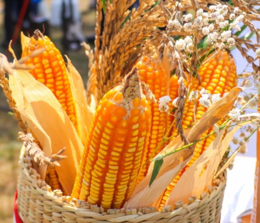 Avicultura peruana se beneficia con innovadora semilla de maíz de alto rendimiento
