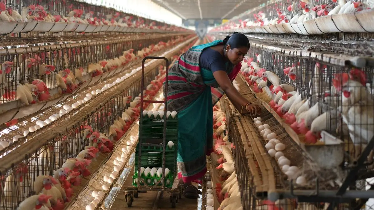 India’s Namakkal ships eggs to US for the first time