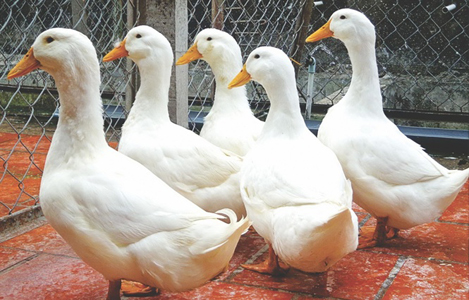 Grimaud là giống vịt chuyên thịt được lai tạo bởi Tập đoàn Grimaud (Pháp).