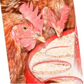 nutrición gallinas ponedoras