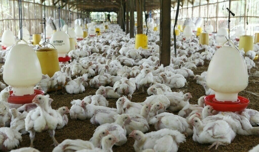 Poultry sector should contribute more to taxes — Pakistan’s FBR
