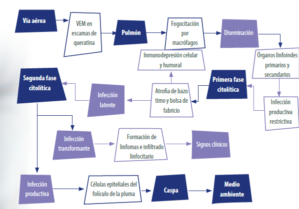 enfermedad de Marek y la Leucosis linfoide