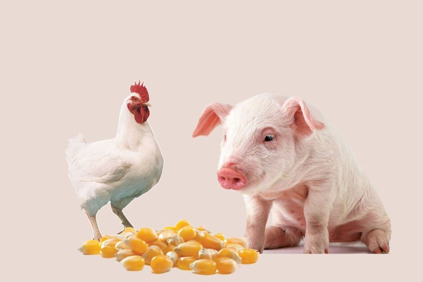 Ecuador: Sector avícola y de proteína animal rechazan apertura a importaciones de EE.UU.