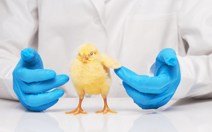 Europa avala el sistema español de control veterinario