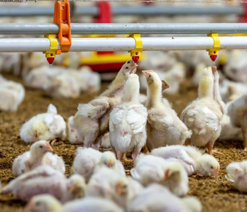 Productores avícolas bolivianos advierten posible desabastecimiento de pollo tras bloqueos