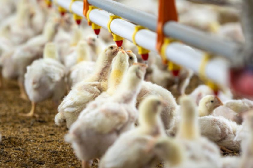 Avicultura Uruguaya: producción, consumo y expansión internacional