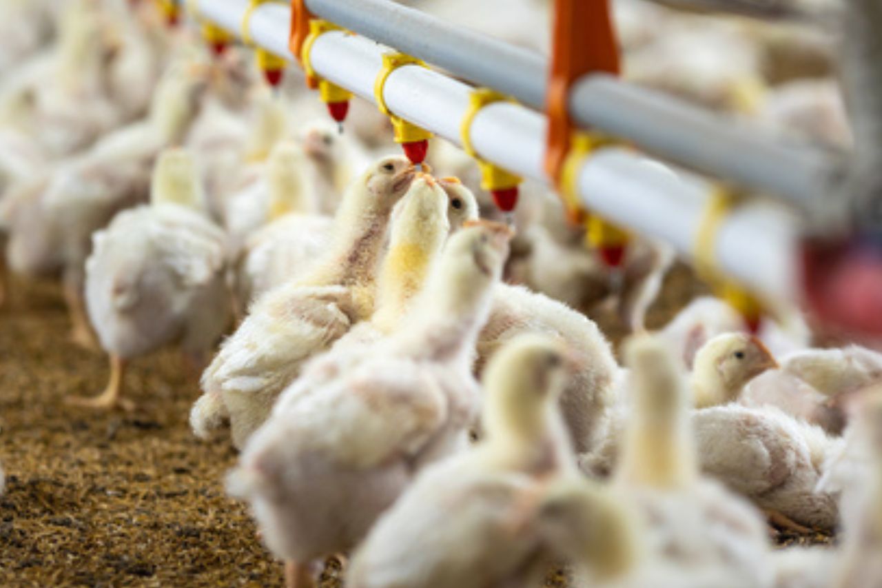 Avicultura Uruguaya: Producción, consumo y expansión internacional