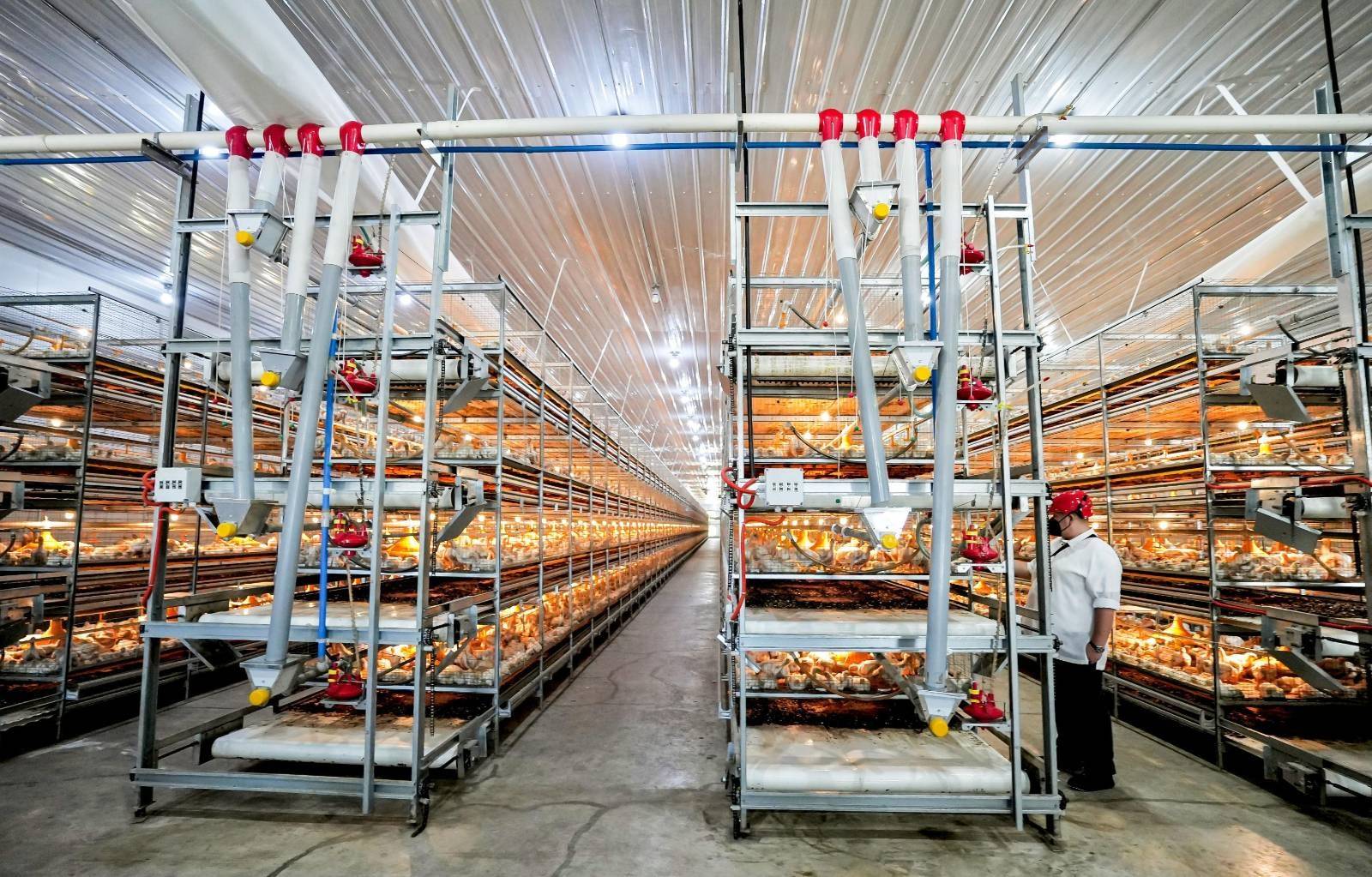 poultry