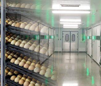 COBB-VANTRESS INAUGURA MAIOR INCUBATÓRIO DA AMÉRICA LATINA EM PRATA (MG), COM INVESTIMENTO DE R$ 60 MILHÕES