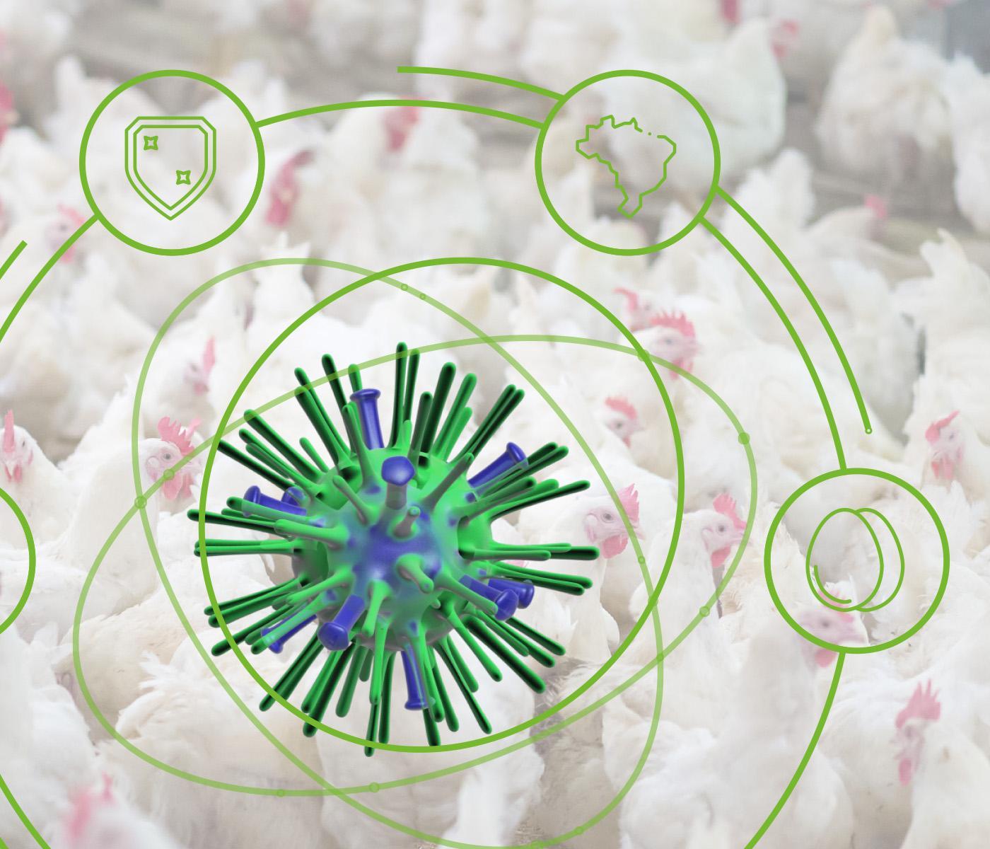GESTÃO DE RISCOS: POR QUE ESSA ABORDAGEM É TÃO IMPORTANTE NA PREPARAÇÃO DE EVENTOS FUTUROS DE INFLUENZA AVIÁRIA?