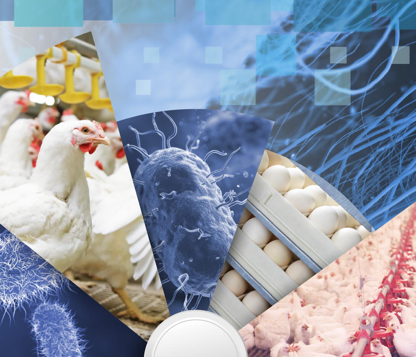 A IMPORTÂNCIA DE AMPLIAR O LEQUE DE PROTEÇÃO CONTRA SALMONELLAS EM MATRIZES