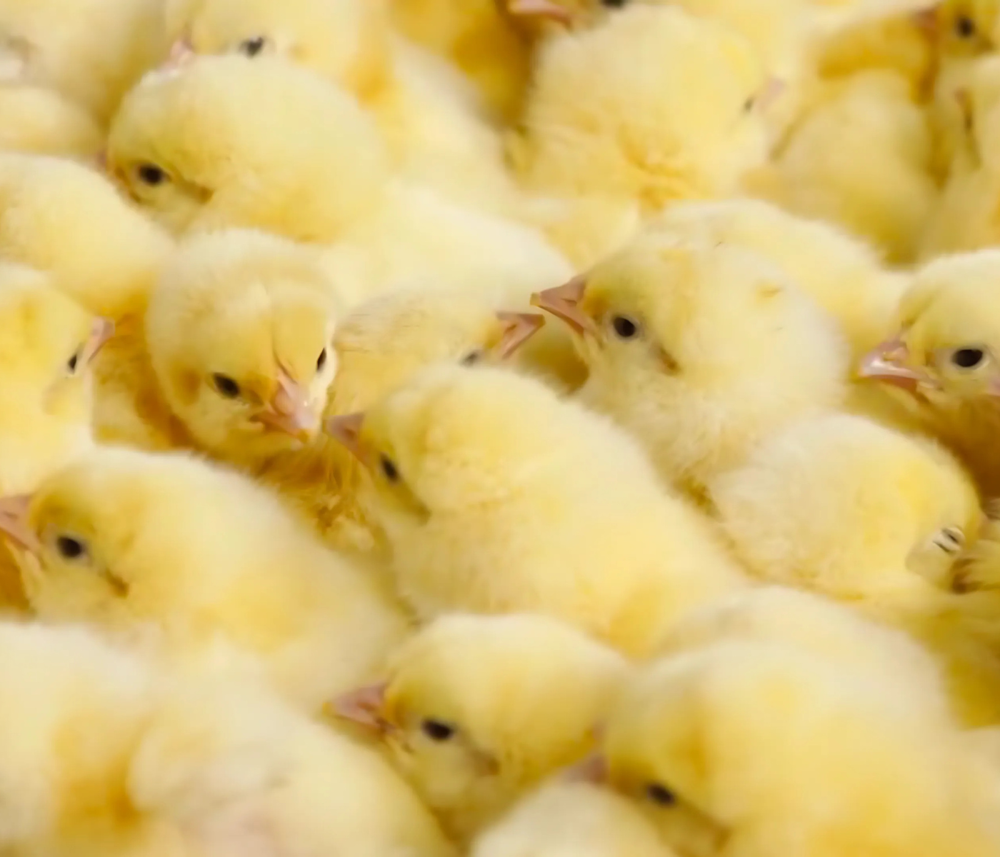 Chick quality control: assessing the quality of day-old chicks at the hatchery