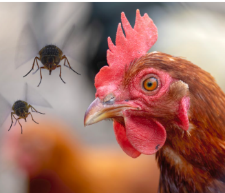 El control de insectos y su enfoque preventivo