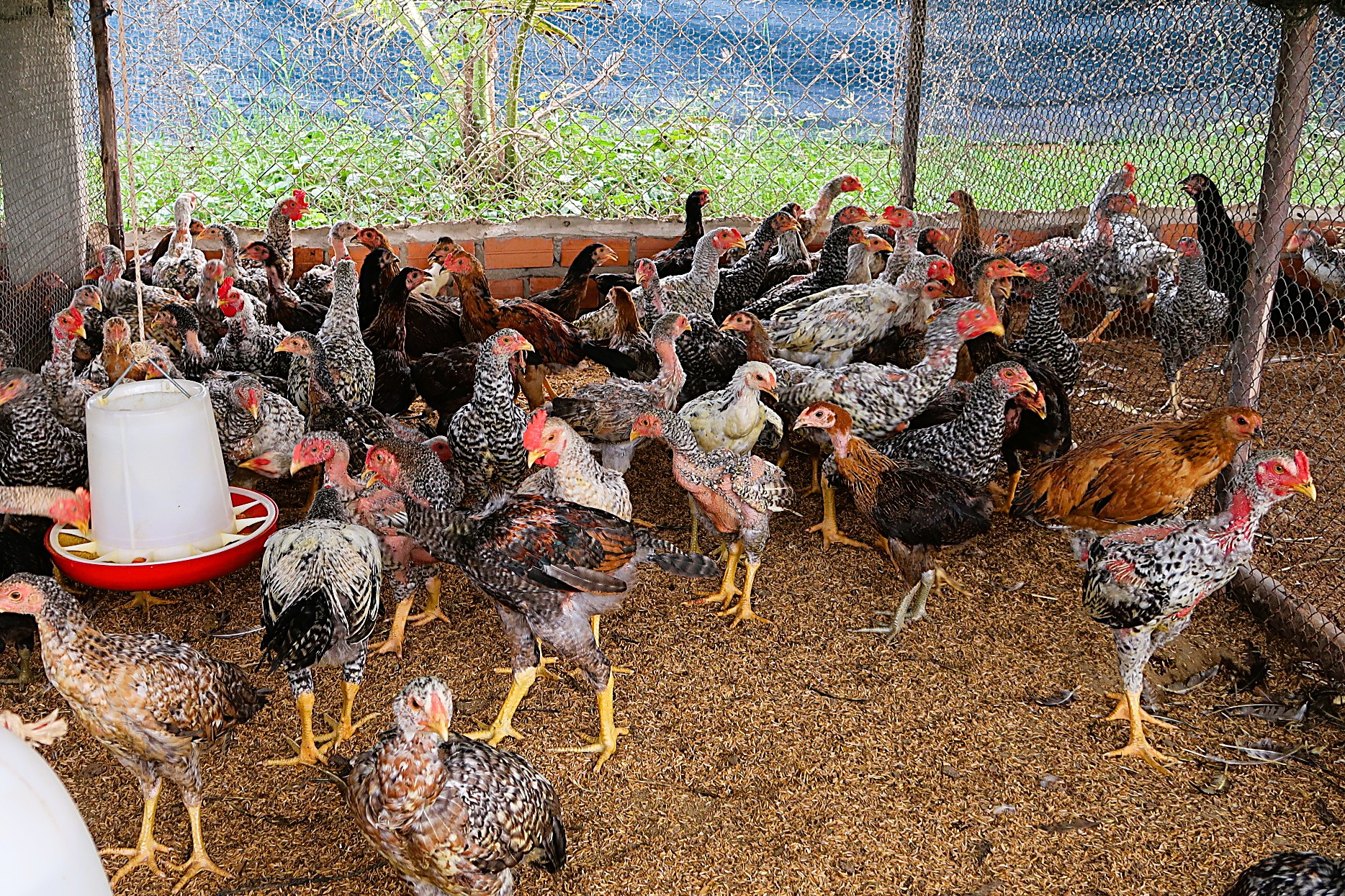 Cambodia’s H5N1 avian influenza surge hits 12 human cases