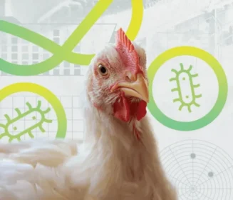 Cómo evaluar correctamente la reducción de Salmonella spp. en pollos de engorde