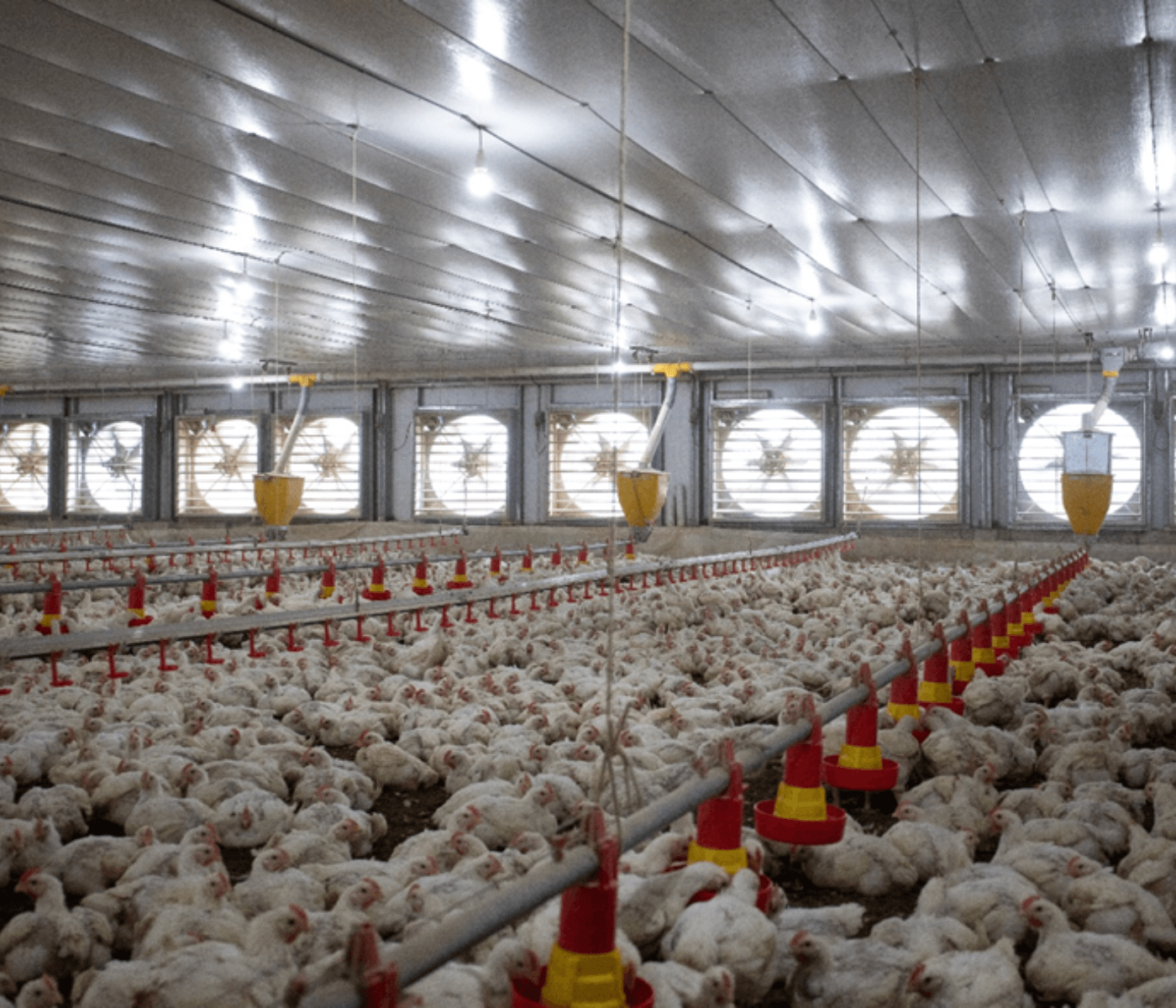Ventilação mínima no inverno: estratégia essencial para desempenho em aviários...