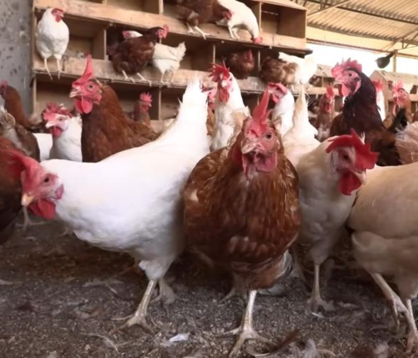 Especialista da Emater-MG explica como certificar produção de ovos e frangos caipiras