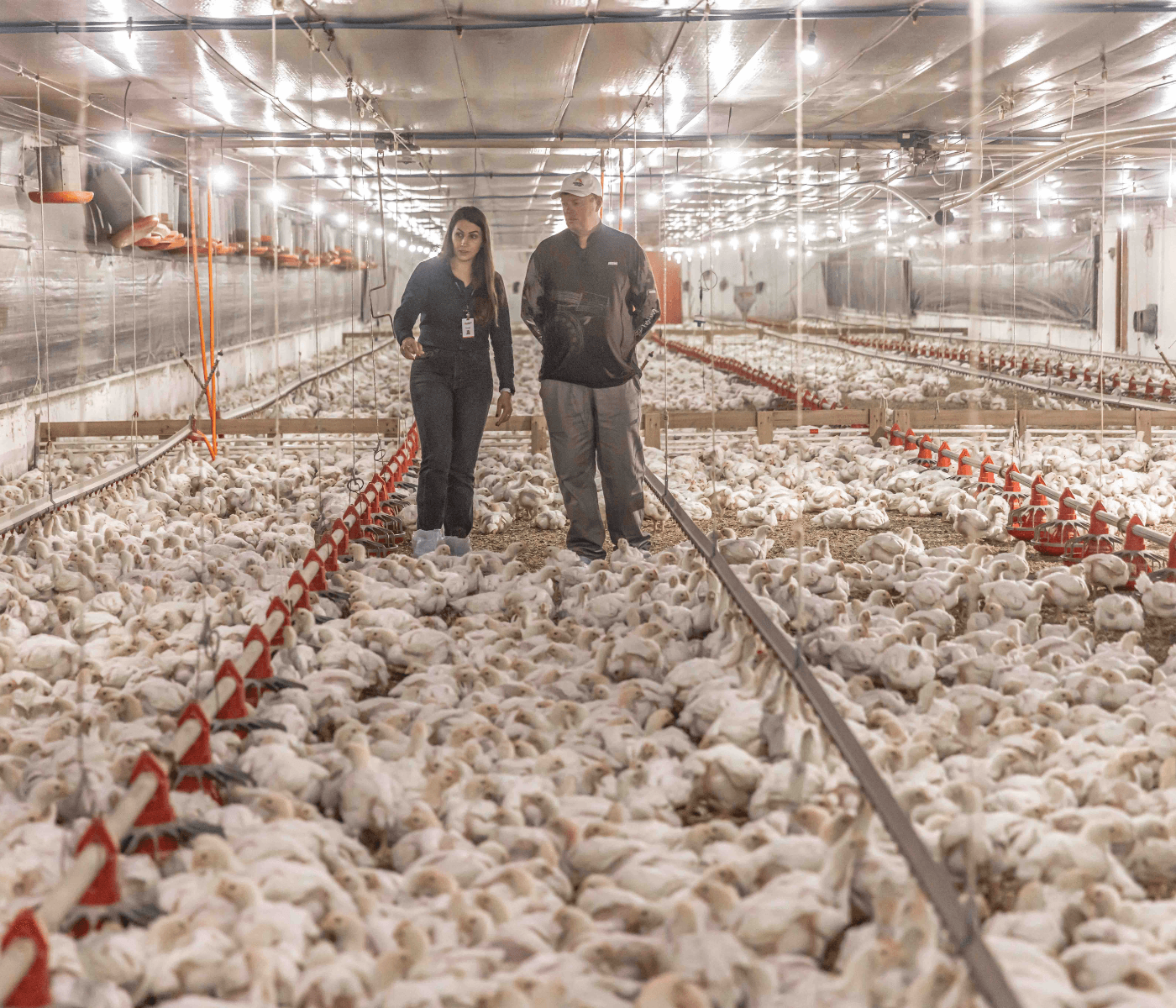 Aurora Coop reforça compromisso com o bem-estar animal e investe mais de R$ 1,4 bilhão em melhorias na cadeia produtiva