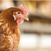 Importancia del entrenamiento inmunitario durante la recría para prolongar el ciclo productivo de las gallinas