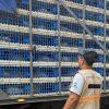 Guatemala refuerza la sanidad avícola con control de transporte y vacunación masiva