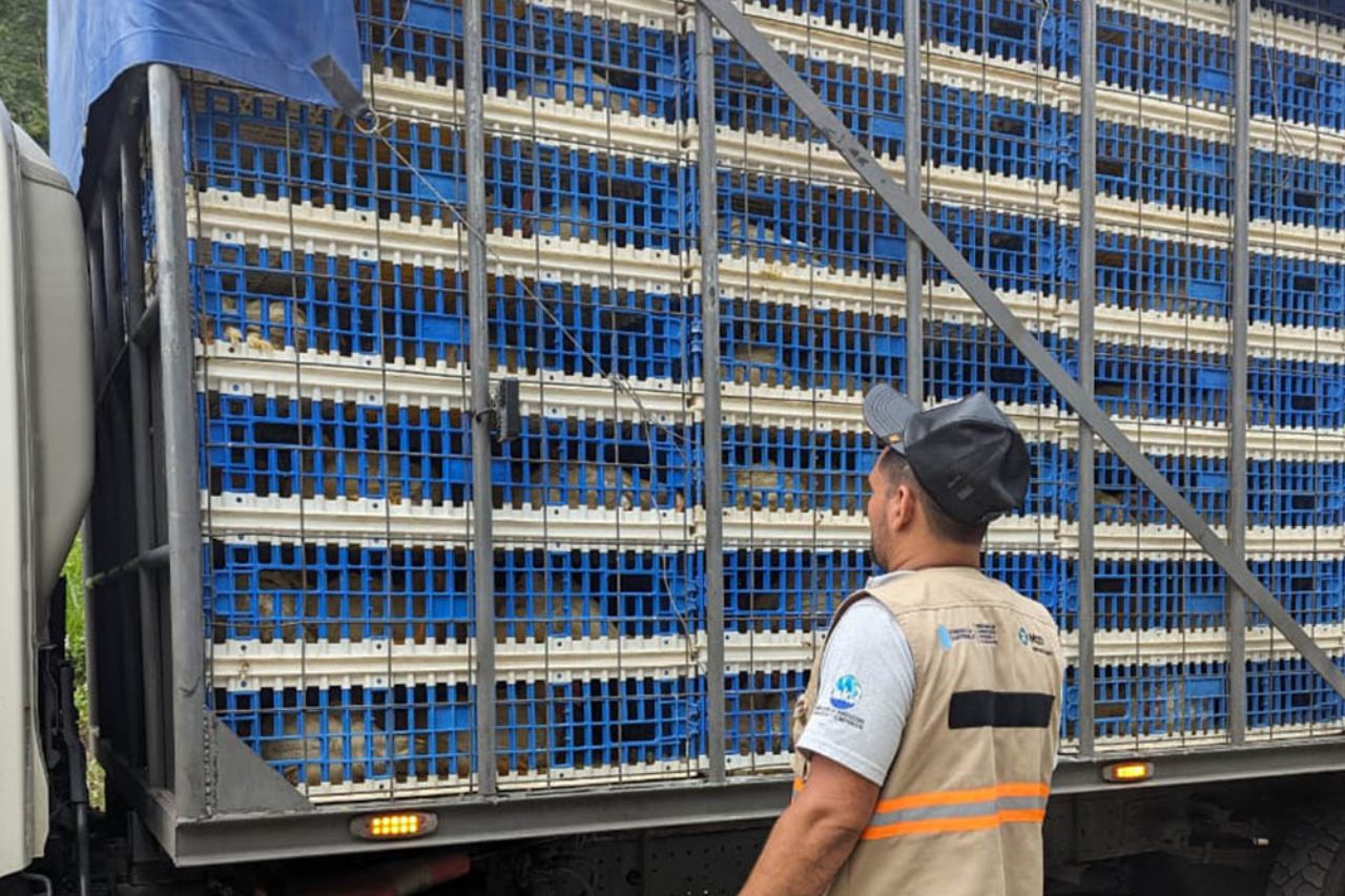 Guatemala refuerza la sanidad avícola con control de transporte y vacunación masiva