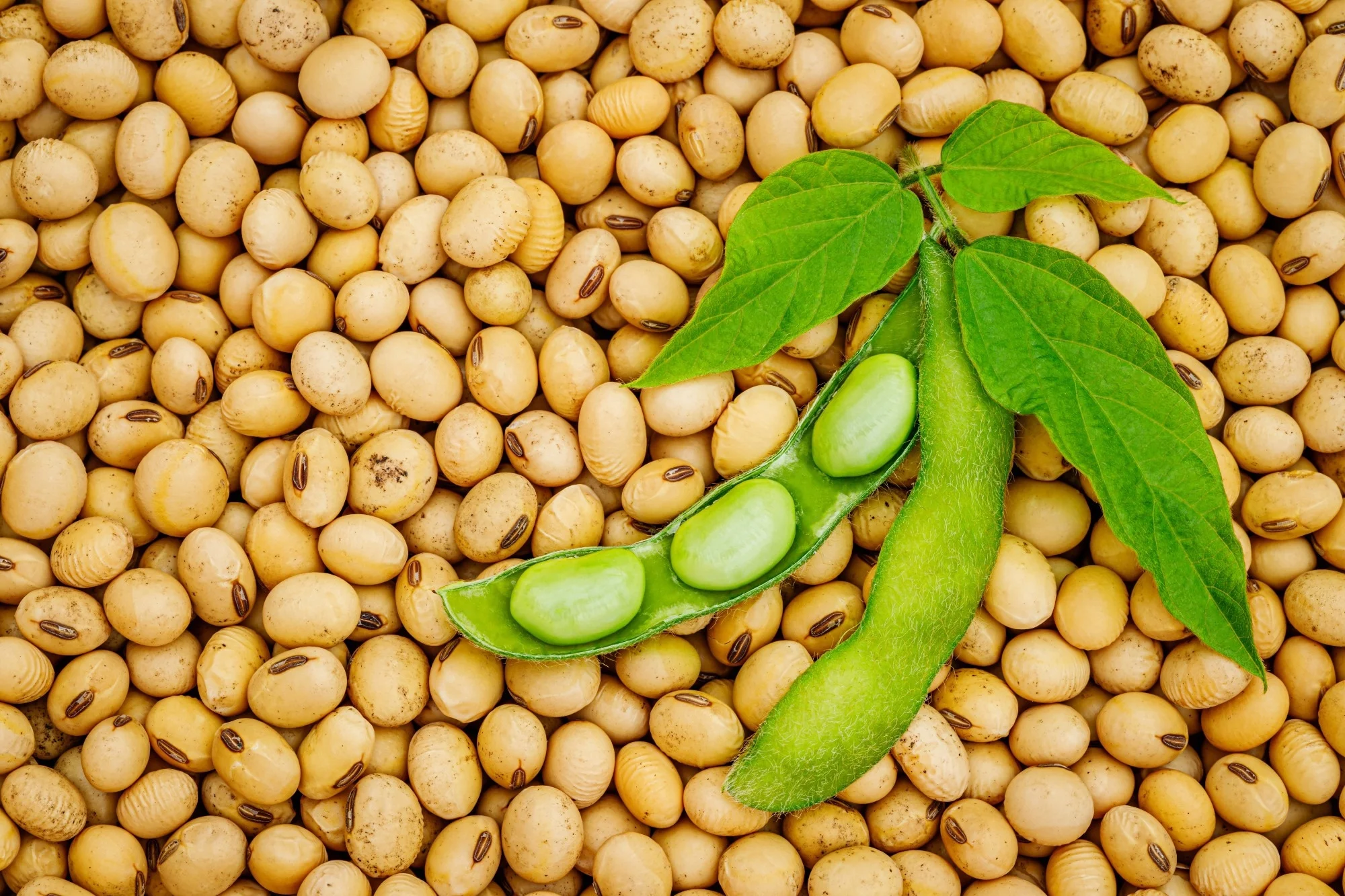Vietnam’s soybean import reaches 937k tons in the first five...