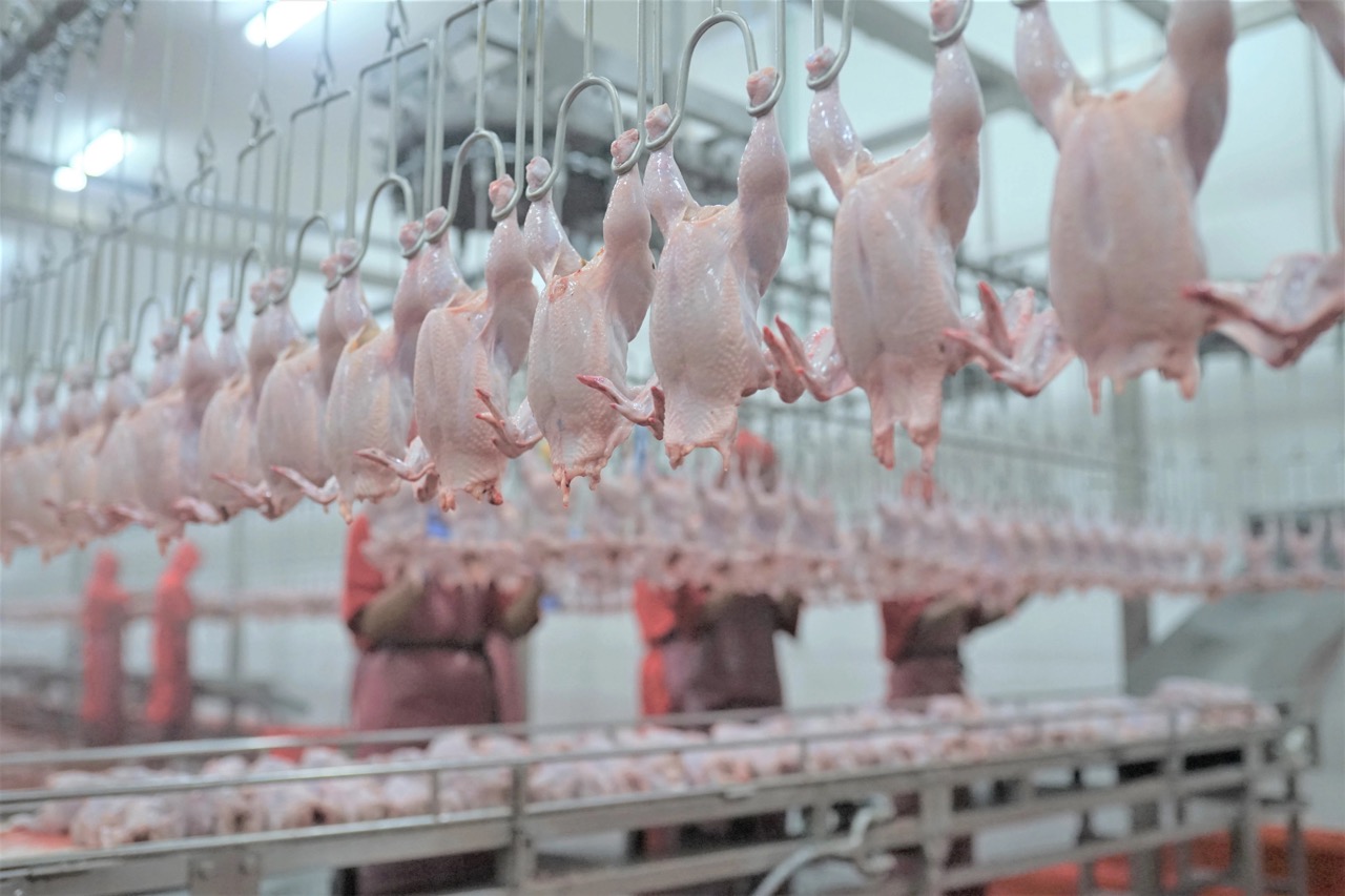 Kementan kembangkan klaster hilirisasi ayam terintegrasi