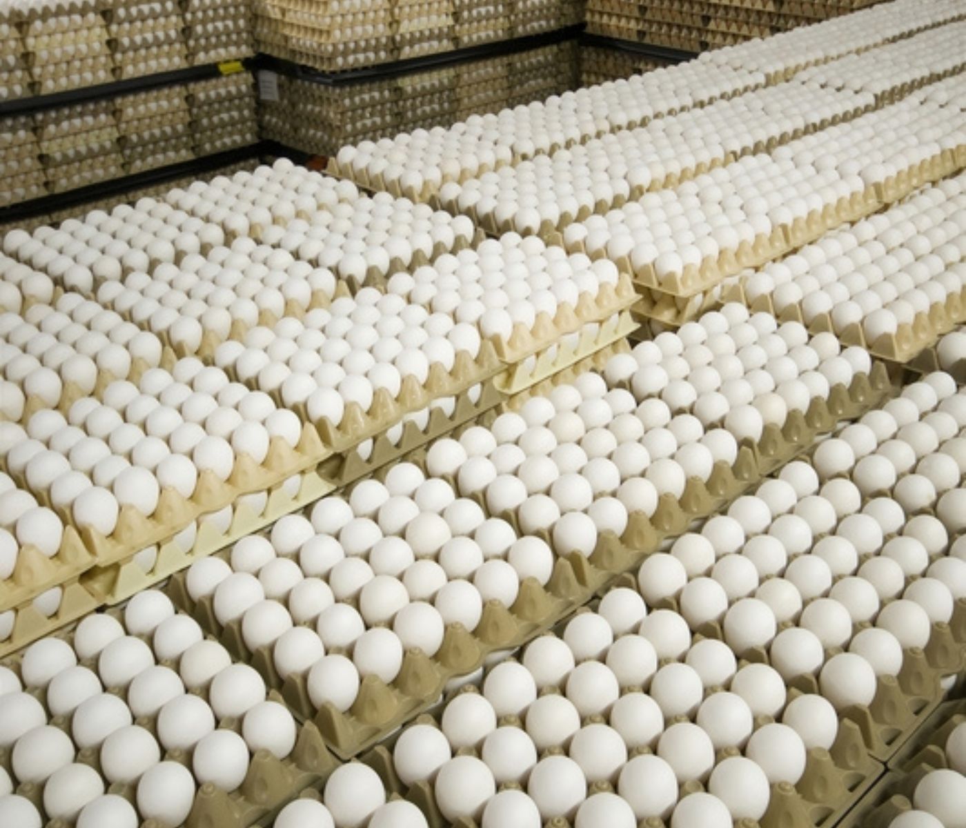 Exportaciones de huevos brasileños baten récords en el primer semestre de 2025